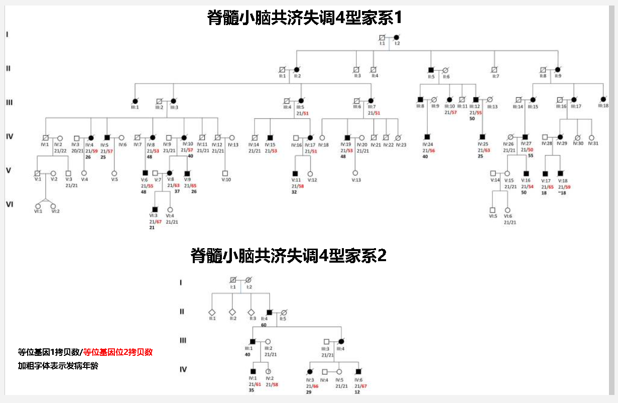 脊髓小脑共济失调4型家系图